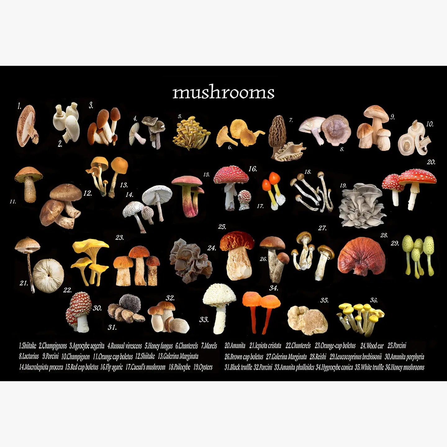 mushroom vinyl placemat 12 x 17 inches