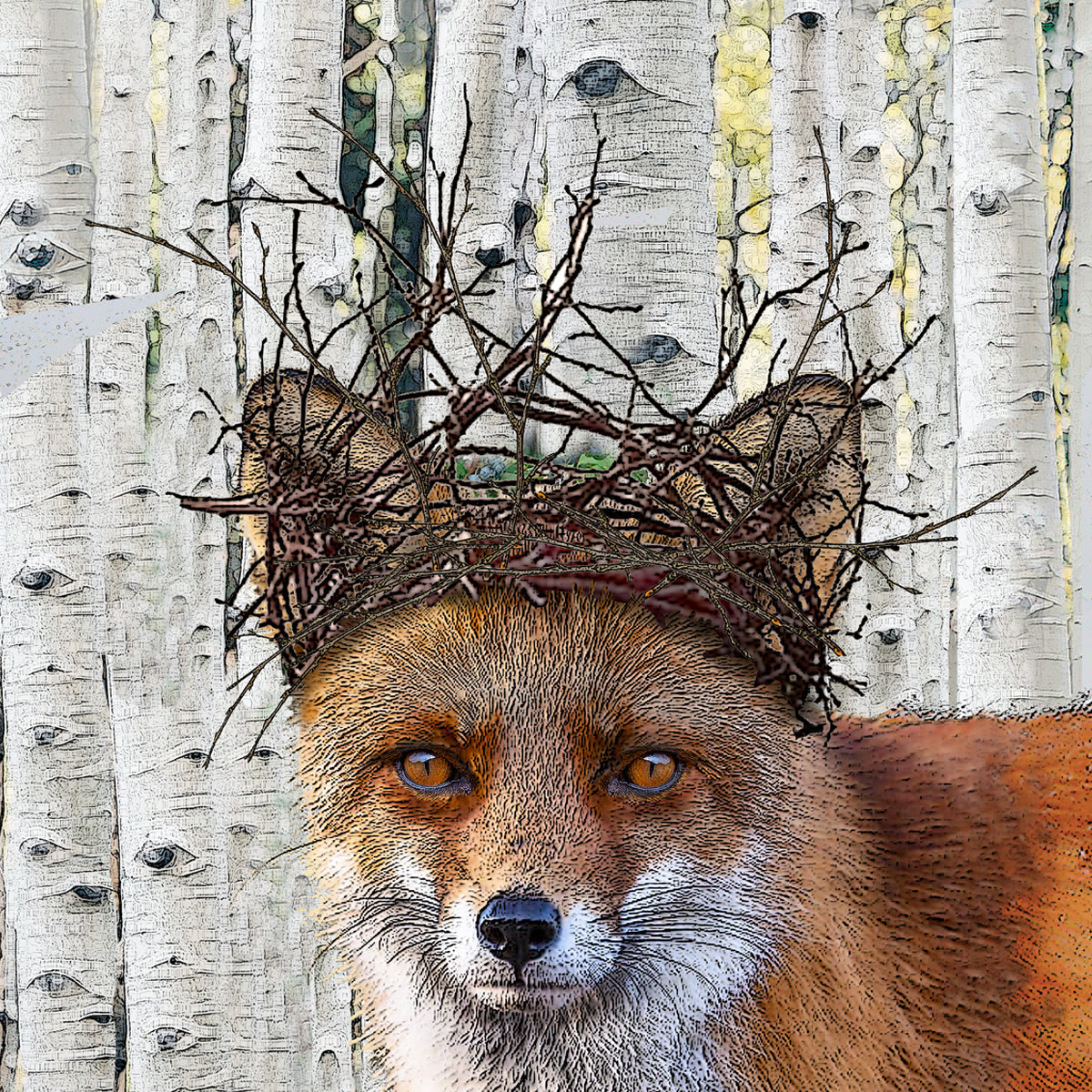 fox 2 cardboard paper coaster set of 4