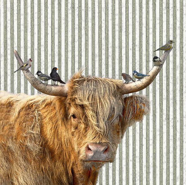 highland cow paper cardboard set of 4 coasters