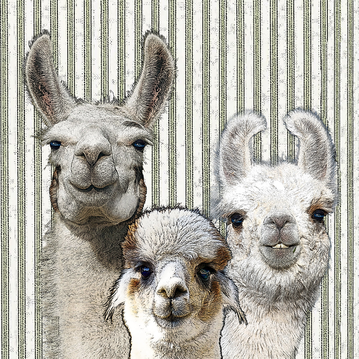 llamas paper cardboard set of 4 coasters