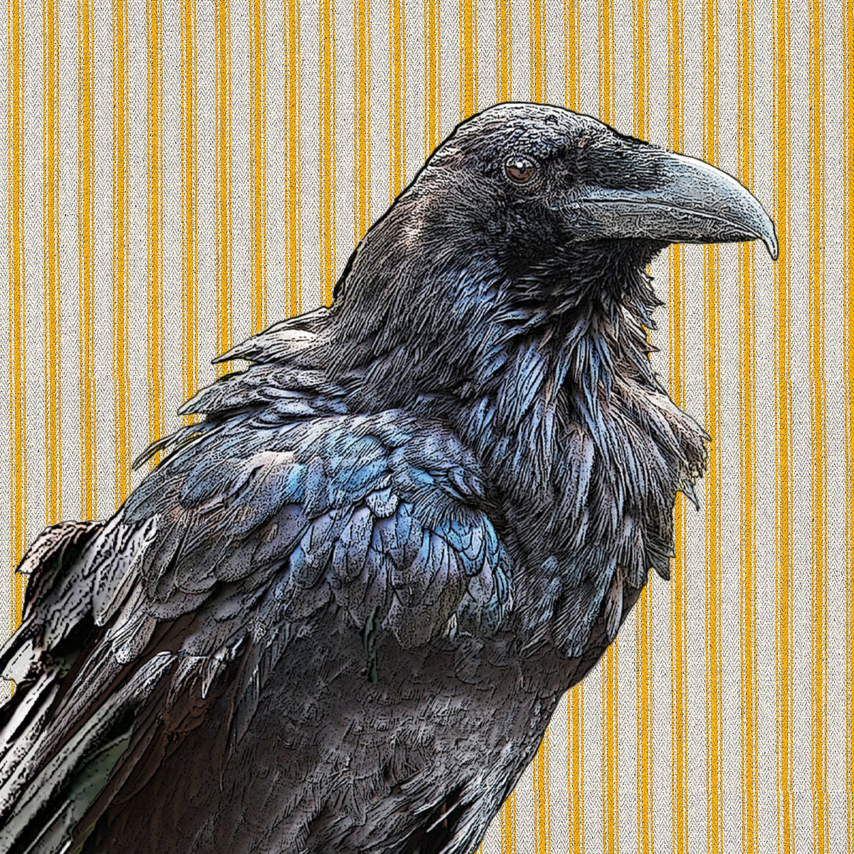 raven paper cardboard set of 4 coasters