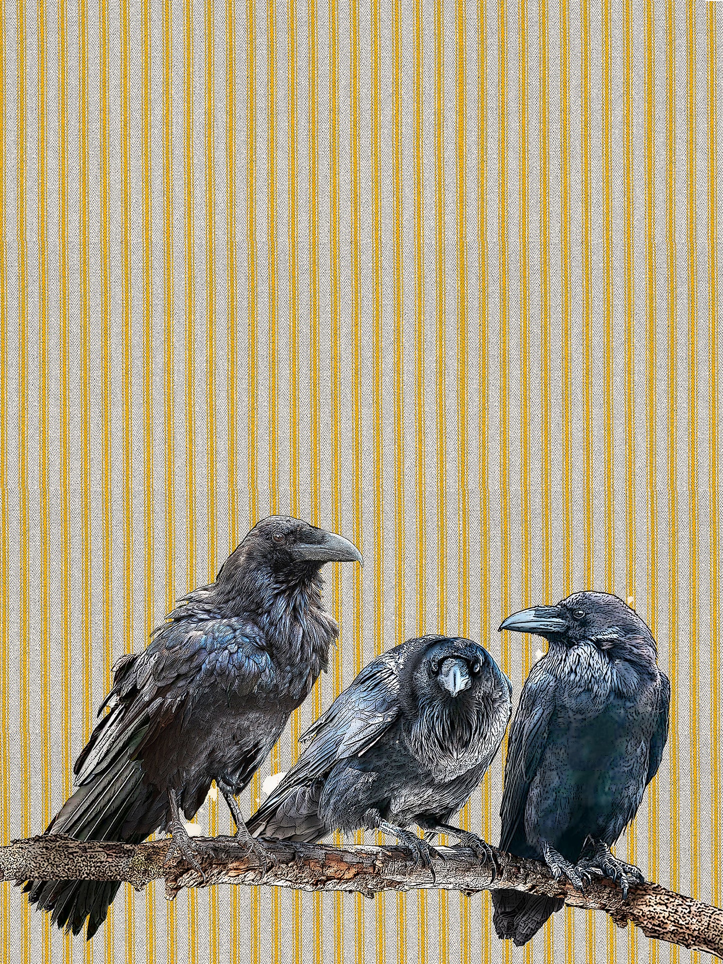 Ravens (ticking stripe) cotton flour sack kitchen towel 18 x 24 inches