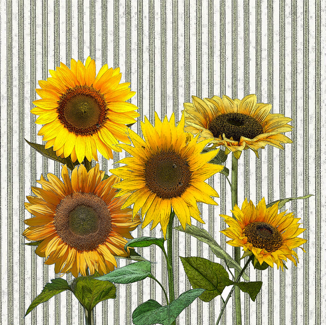 sunflower 2 paper cardboard set of 4 coasters