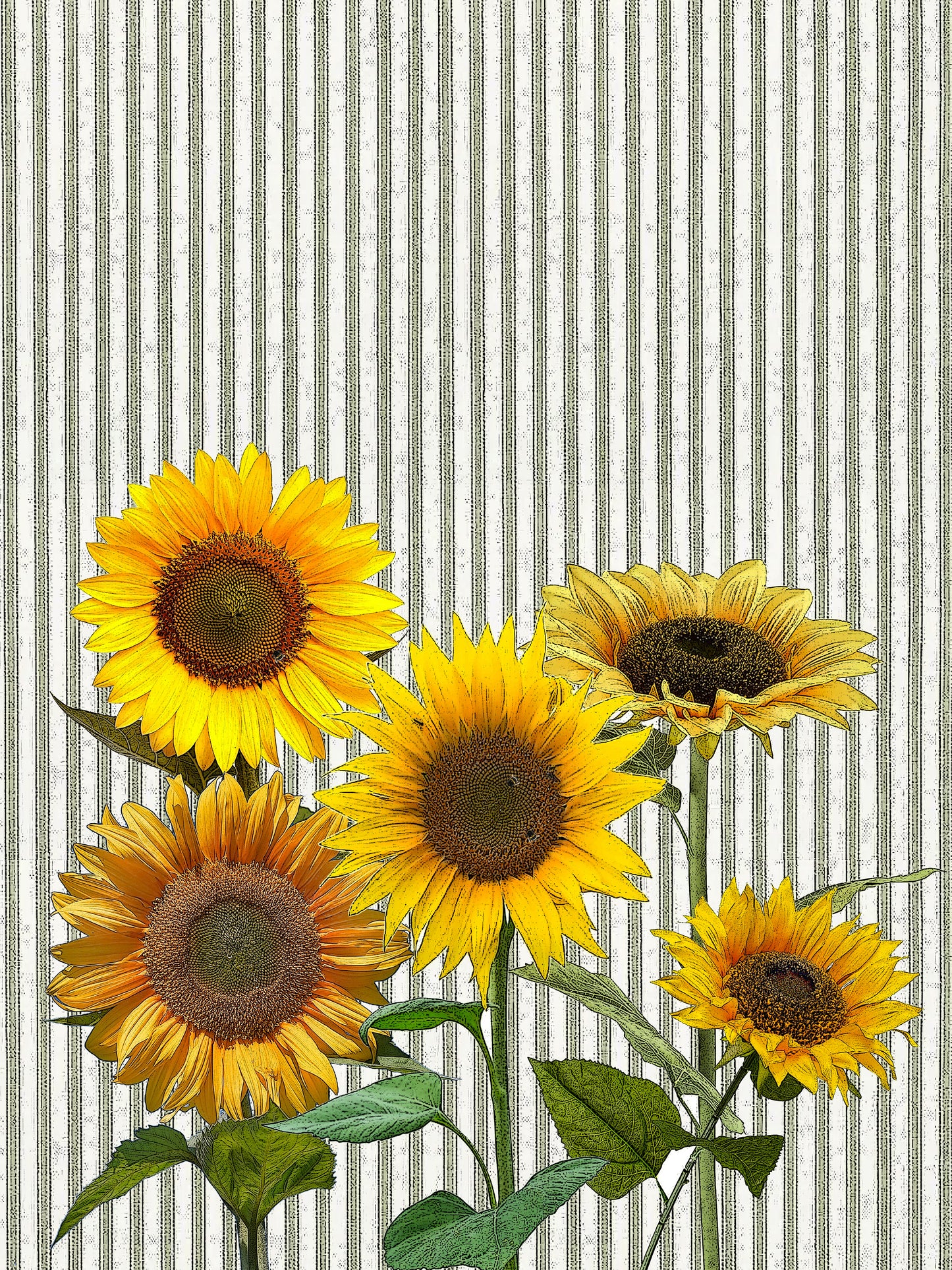 sunflower (ticking stripe) 100% cotton flour sack kitchen towel 18 x 24 inches