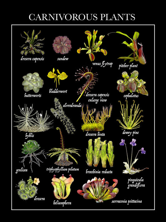 carnivorous plants 100% cotton flour sack kitchen towel 18 x 24 inches