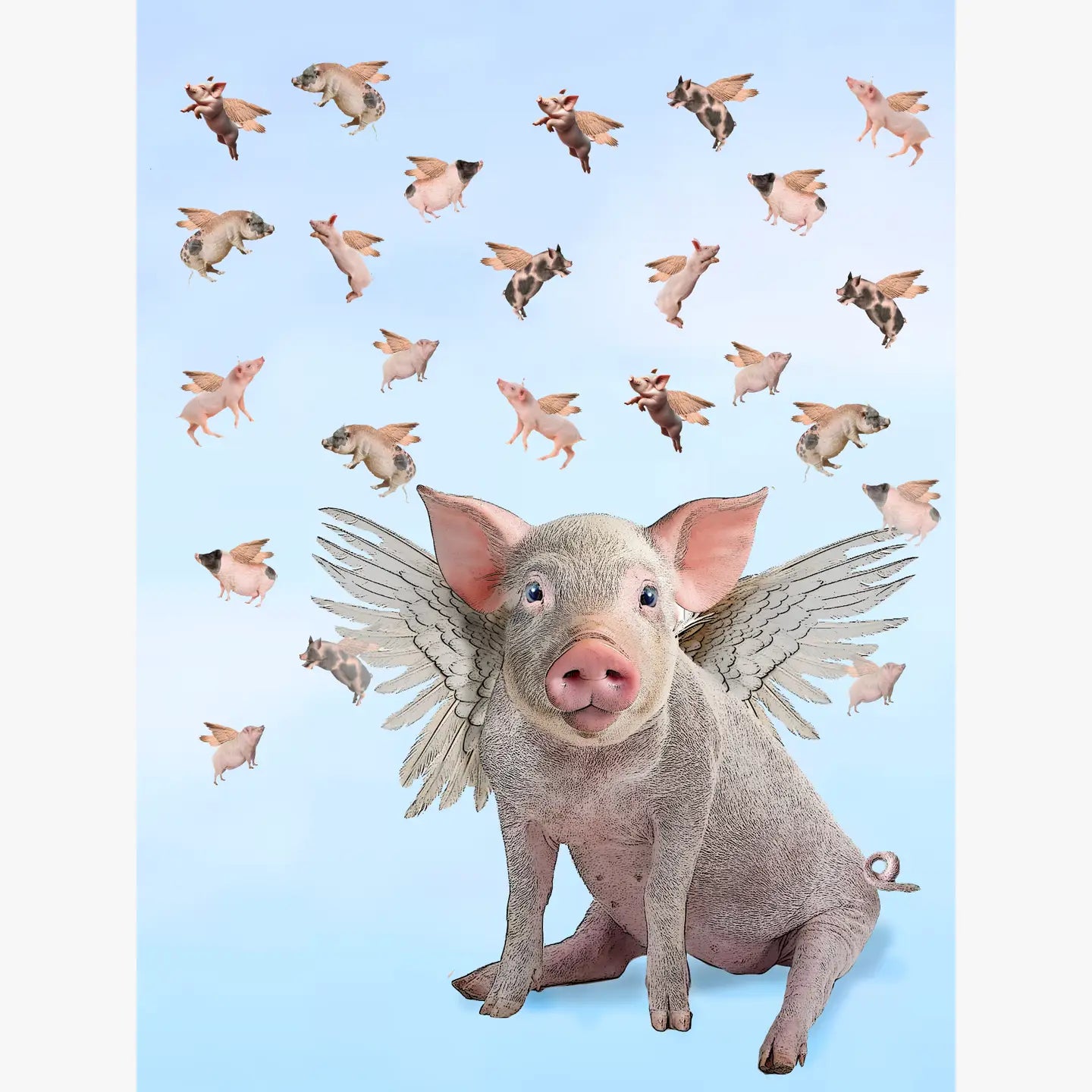 flying pigs 100% cotton floursack kitchen towel 18 x 24 inch