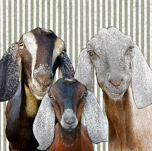 goat paper cardboard set of 4 coasters