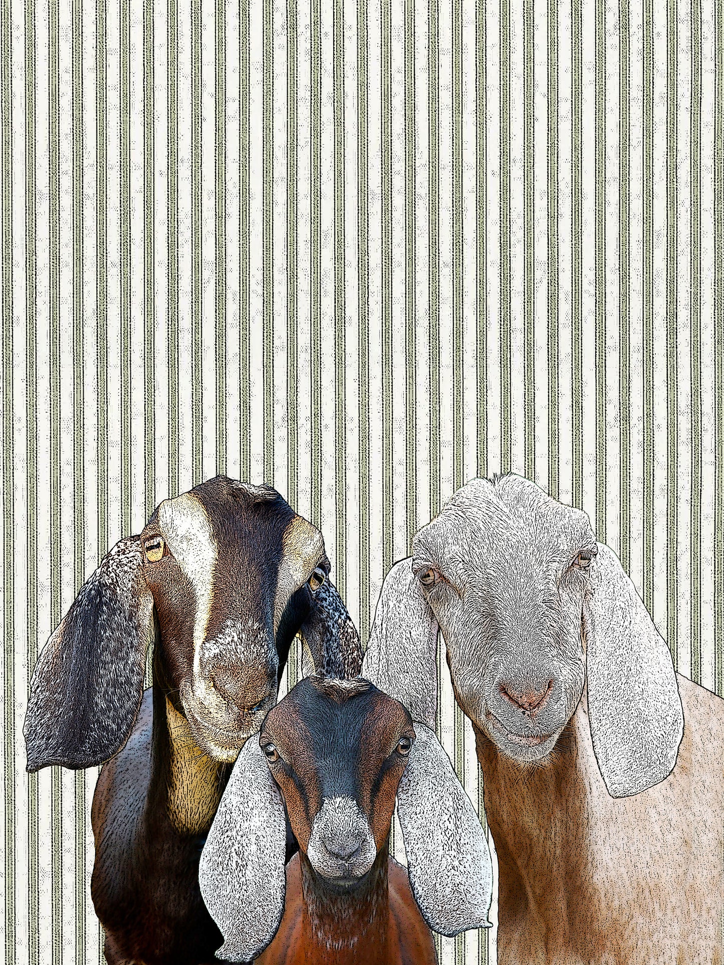 goats (ticking stripe) 100% cotton flour sack kitchen towel 18 x 24 inches