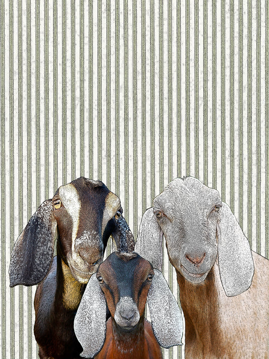goats (ticking stripe) 100% cotton flour sack kitchen towel 18 x 24 inches