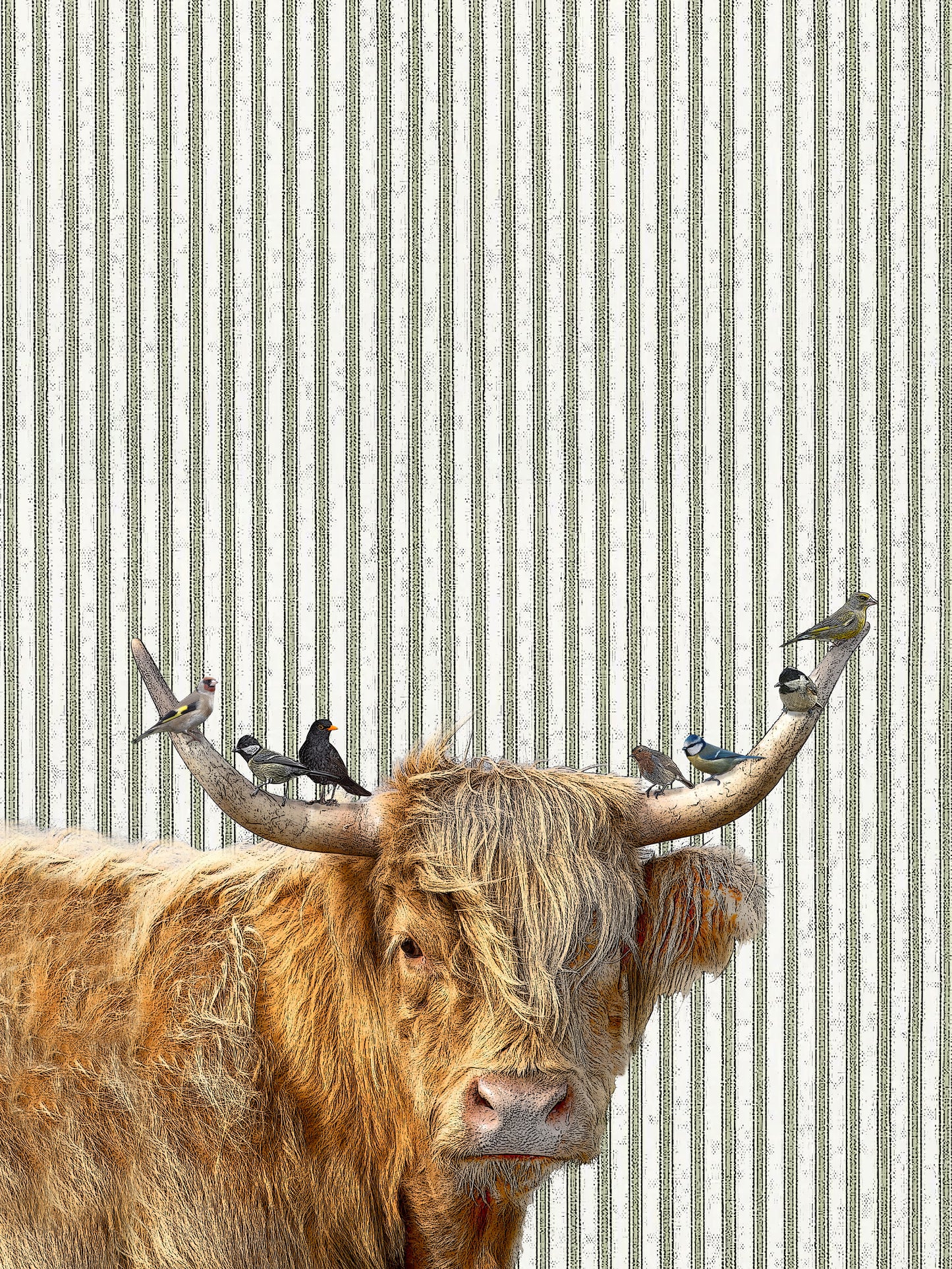 highland cow (ticking stripe) 100% cotton flour sack kitchen towel 18 x 24 inches