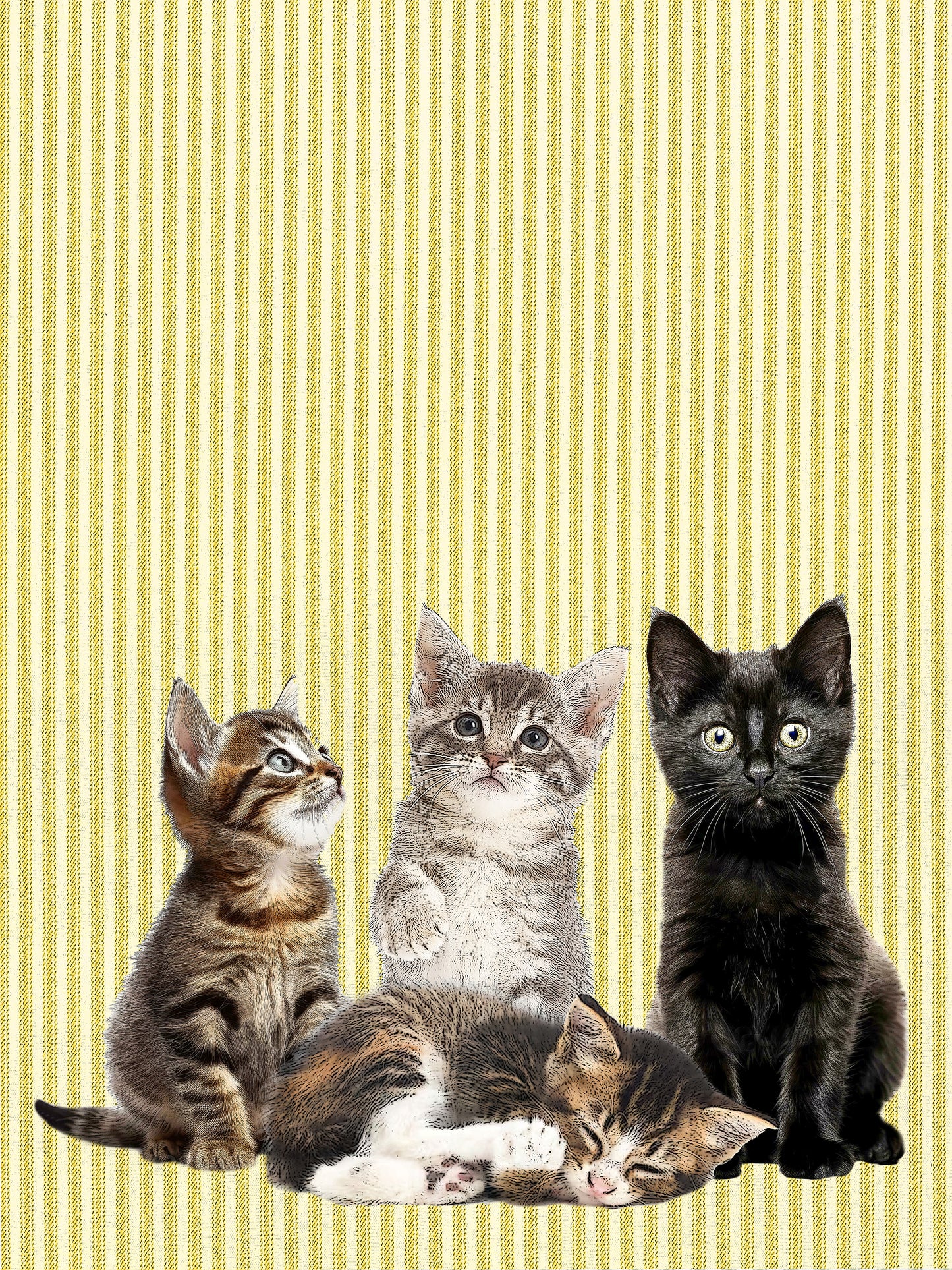 Kitten (ticking stripe) 100% cotton flour sack kitchen towel 18 x 24 inches