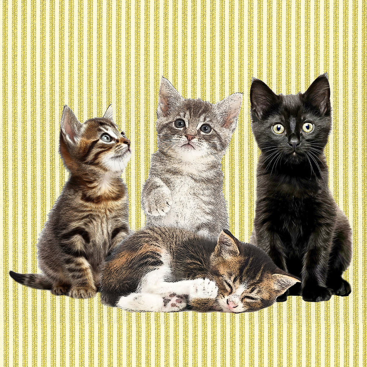 kittens 2 paper cardboard set of 4 coasters