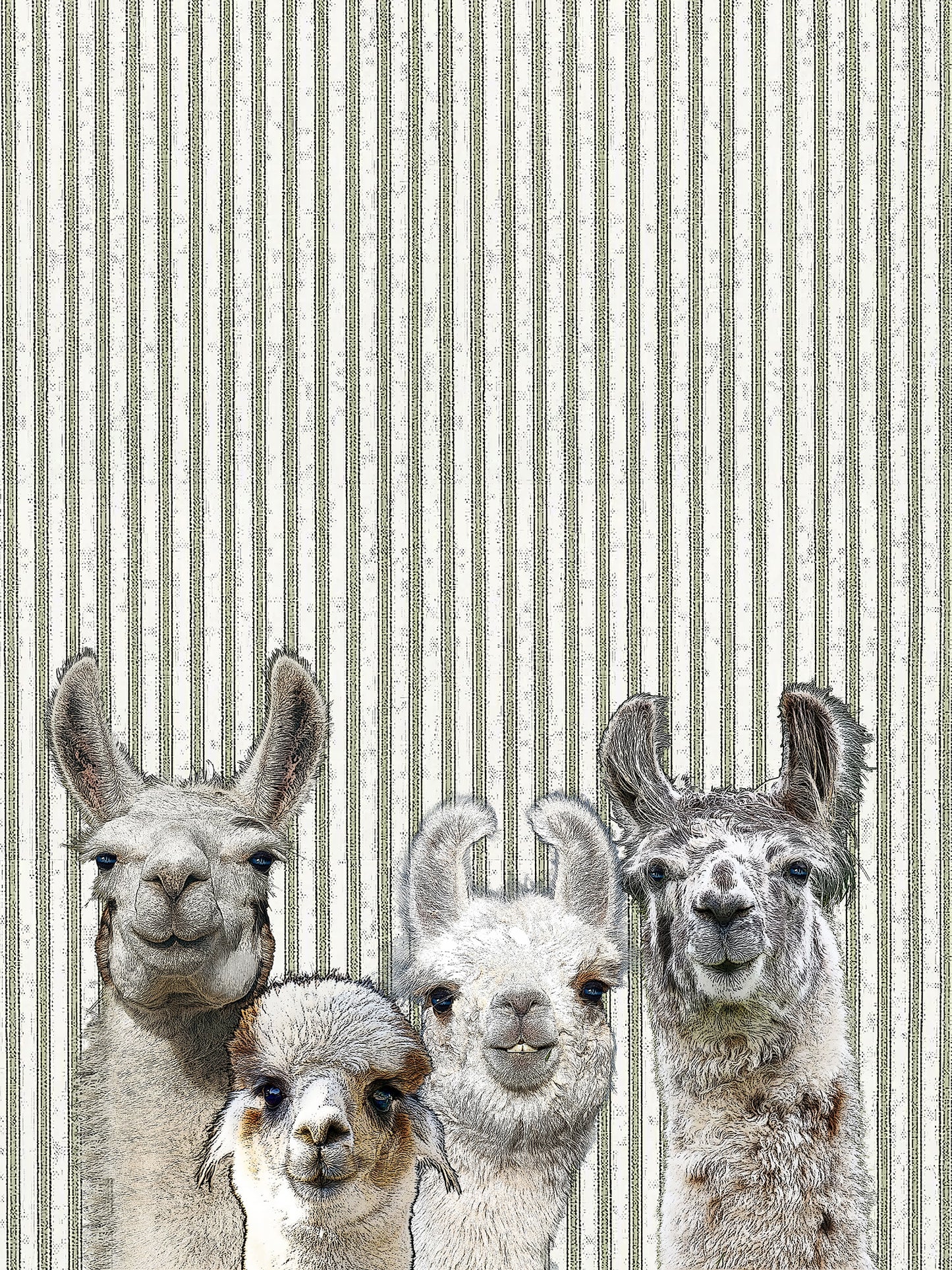Llama 100% cotton flour sack kitchen towel