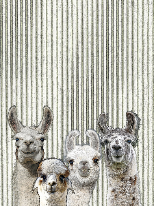 Llama 100% cotton flour sack kitchen towel