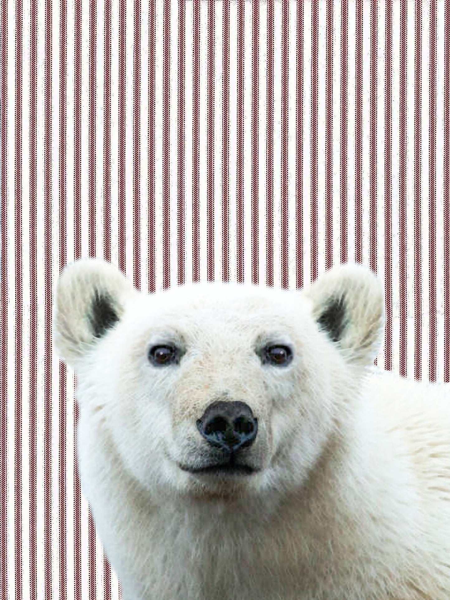polar bear (ticking stripe) 100% cotton flour sack kitchen towel 18 x 24 inches