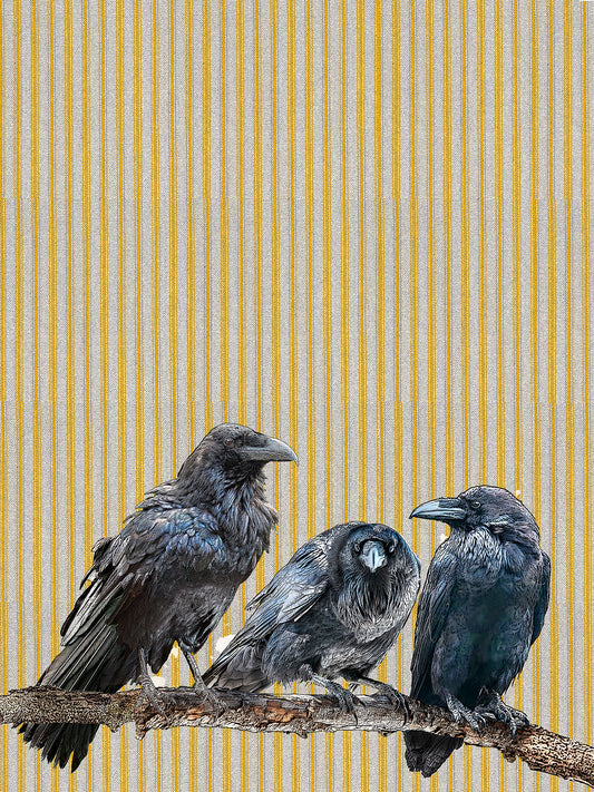 Ravens (ticking stripe) cotton flour sack kitchen towel 18 x 24 inches