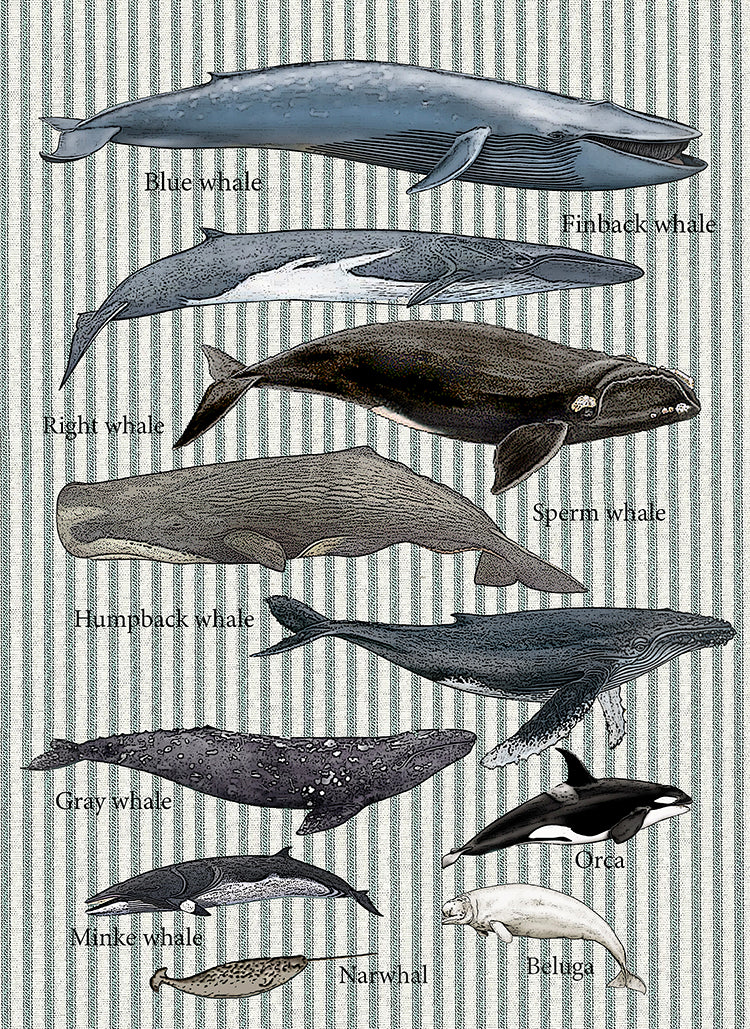 Whales 100% cotton flour sack kitchen towel