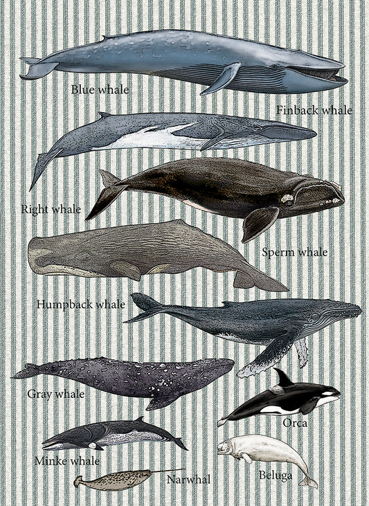 Whales 100% cotton flour sack kitchen towel